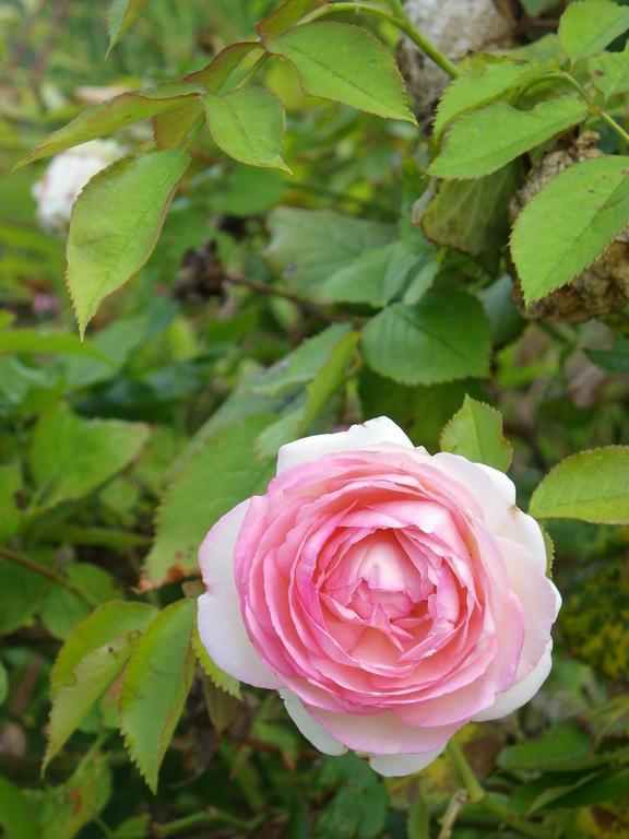 Fleur De Ciel Villa Loos-en-Gohelle Kültér fotó